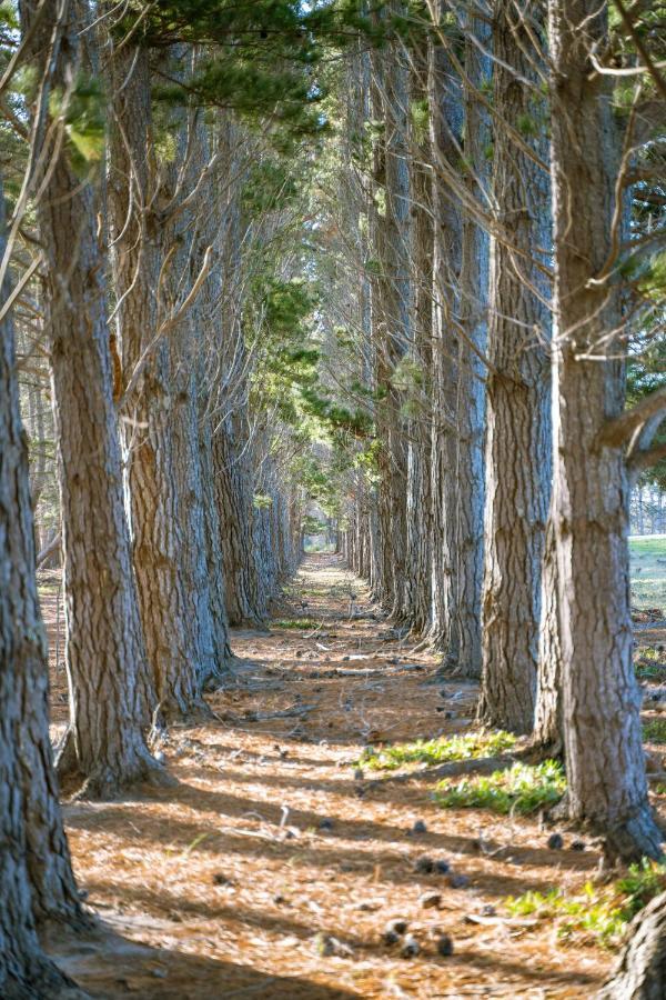 Doornbosch Estate * Elim (Western Cape)