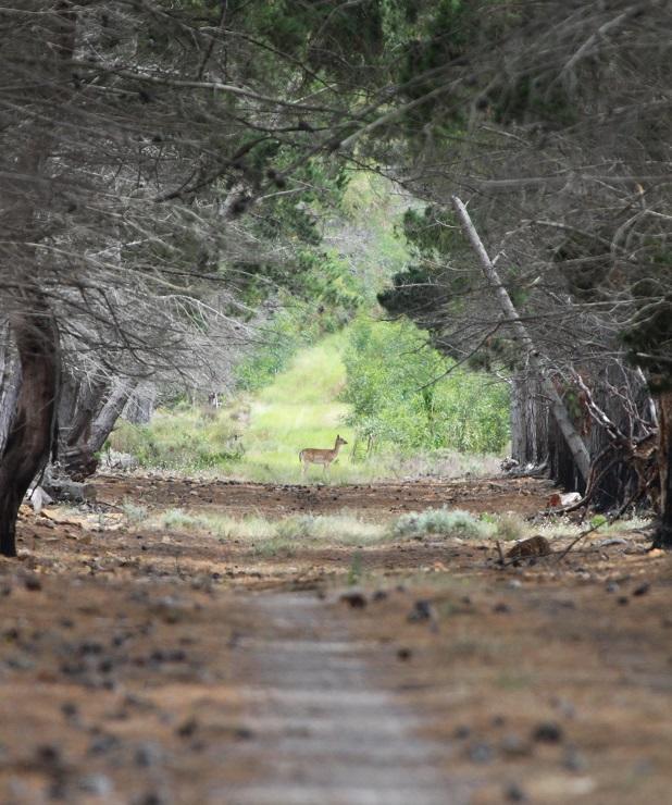 Doornbosch Estate * Elim (Western Cape)