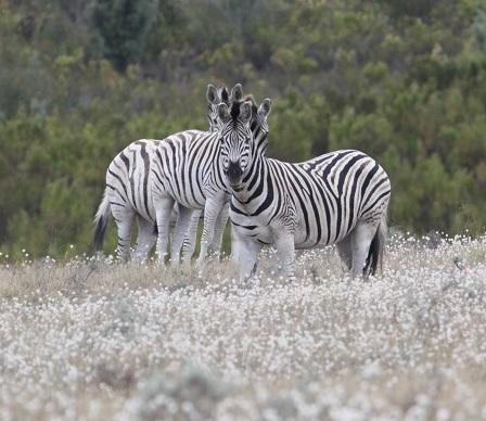 Doornbosch Estate * Elim (Western Cape)