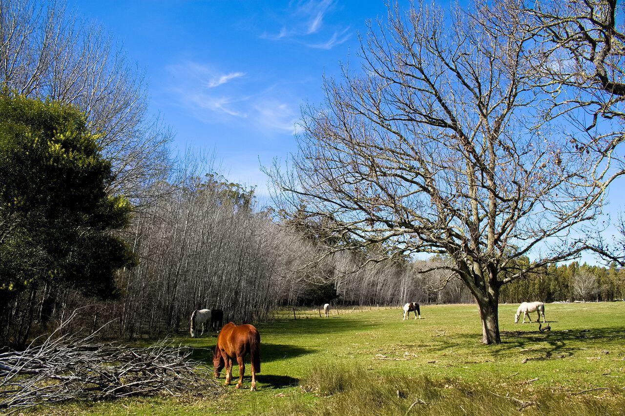 Doornbosch Estate Holiday home *